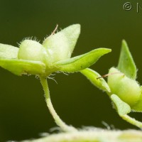 Common Field-speedwell